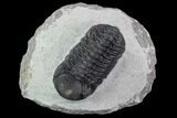 Bargain, Austerops Trilobite - Ofaten, Morocco #92177-1